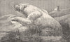 POLAR REGIONS. Bear climbing floe 1894 old antique vintage print picture