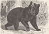 ANIMALS. The American black bear 1894 old antique vintage print picture
