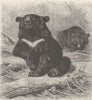 ANIMALS. The Himalayan black bear 1894 old antique vintage print picture