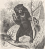 ANIMALS. The Malayan bear 1894 old antique vintage print picture