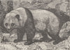 ANIMALS. The Parti-coloured bear 1894 old antique vintage print picture