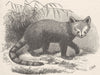 BEARS. Panda(from Proc Zool Soc-after sclater) 1894 old antique print picture