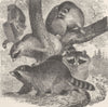 CARNIVORES. The common raccoon 1894 old antique vintage print picture