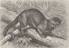 CARNIVORES. The kinkajou 1894 old antique vintage print picture