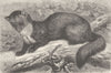 CARNIVORES. The pine-marten 1894 old antique vintage print picture