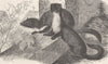 CARNIVORES. The beech-marten 1894 old antique vintage print picture