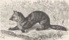 CARNIVORES. The sable 1894 old antique vintage print picture