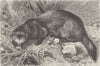 CARNIVORES. The polecat 1894 old antique vintage print picture