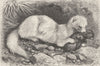 CARNIVORES. The ferret 1894 old antique vintage print picture