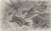 CARNIVORES. The weasel 1894 old antique vintage print picture