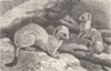 CARNIVORES. Stoat, or ermine, in winter dress  1894 old antique print picture