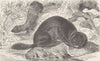 CARNIVORES. The European mink 1894 old antique vintage print picture