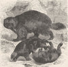 CARNIVORES. Glutton, or Wolverene  1894 old antique vintage print picture