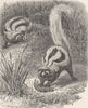 CARNIVORES. The cape polecat 1894 old antique vintage print picture