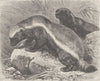 CARNIVORES. The cape ratel 1894 old antique vintage print picture