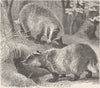 CARNIVORES. The common badger 1894 old antique vintage print picture
