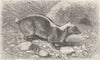 CARNIVORES. The Malayan badger 1894 old antique vintage print picture