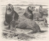 CARNIVORES. The Northern sea-lion 1894 old antique vintage print picture