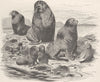 CARNIVORES. The Northern sea-bear 1894 old antique vintage print picture
