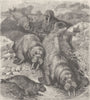 CARNIVORES. Walruses on the ice 1894 old antique vintage print picture