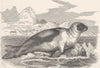 GREENLAND. Th Greenland seal 1894 old antique vintage print picture