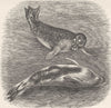 CARNIVORES. Seals swimming 1894 old antique vintage print picture