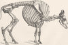 UNGULATES. Skeleton of European bison 1894 old antique vintage print picture
