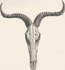 UNGULATES. Swayne's hartebeest skull, horns 1894 old antique print picture