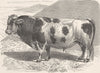 COWS. The Friburg bull 1894 old antique vintage print picture