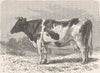 COWS. Dutch cow 1894 old antique vintage print picture