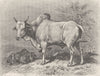 INDIA. Indian humped bull 1894 old antique vintage print picture