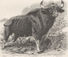COWS. Bull gaur 1894 old antique vintage print picture