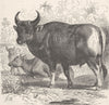 UNGULATES. The banting 1894 old antique vintage print picture