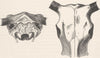 ANIMALS. Skull of domestic yak-after Rutimeyer 1894 old antique print picture