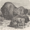UNGULATES. American bison 1894 old antique vintage print picture