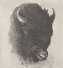 UNGULATES. Head of American bison 1894 old antique vintage print picture