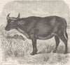 SIERRA LEONE. Short-horned buffalo, variety 1894 old antique print picture