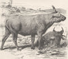 CONGO. Short-horned buffalo, variety 1894 old antique vintage print picture