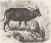UNGULATES. The anoa 1894 old antique vintage print picture