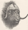 COWS. Head of bull musk-ox 1894 old antique vintage print picture