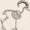 UNGULATES. Skeleton of mouflon 1894 old antique vintage print picture