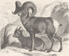 SHEEP. American or bighorn  1894 old antique vintage print picture