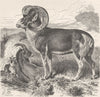 SHEEP. The Pamir wild sheep 1894 old antique vintage print picture