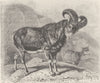 UNGULATES. The mouflon 1894 old antique vintage print picture