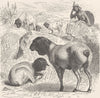 SHEEP. The black-headed sheep 1894 old antique vintage print picture