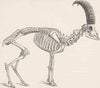 GOATS. Skeleton of the ibex 1894 old antique vintage print picture