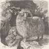GOATS. Angora goat 1894 old antique vintage print picture