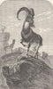 GOATS. Arabian ibex 1894 old antique vintage print picture