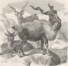 AFGHANISTAN. Markhor, Kabul variety  1894 old antique vintage print picture