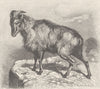 UNGULATES. The Himalayan Tahr 1894 old antique vintage print picture